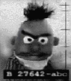 Bert